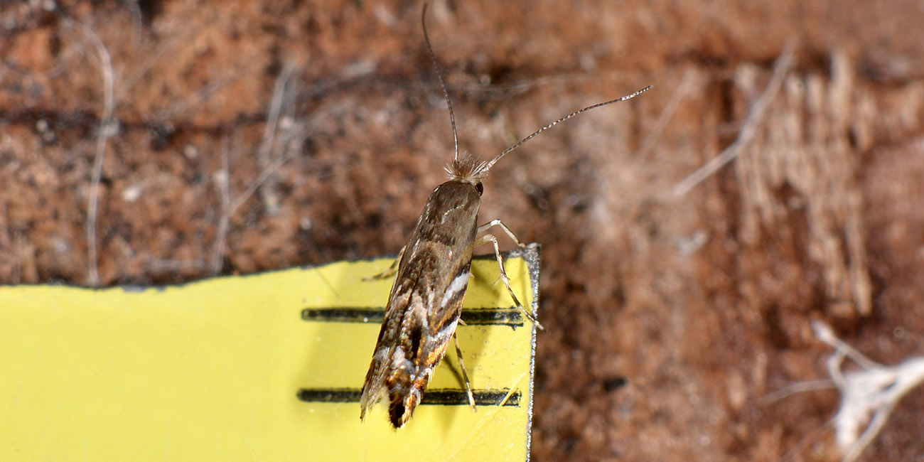 Gracillariidae? Si,  Phyllonorycter robiniella